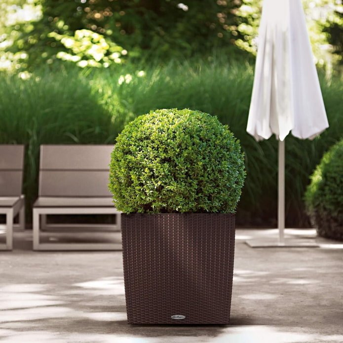 Thuja in einem Blumentopf im Freien