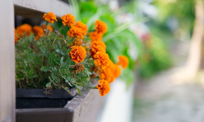 Ringelblumen im Kasten