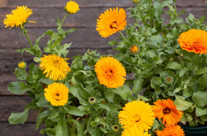 Ringelblume für einen offenen Balkon