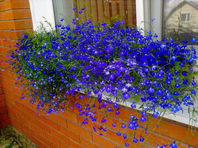 Lobelie auf der Fensterbank