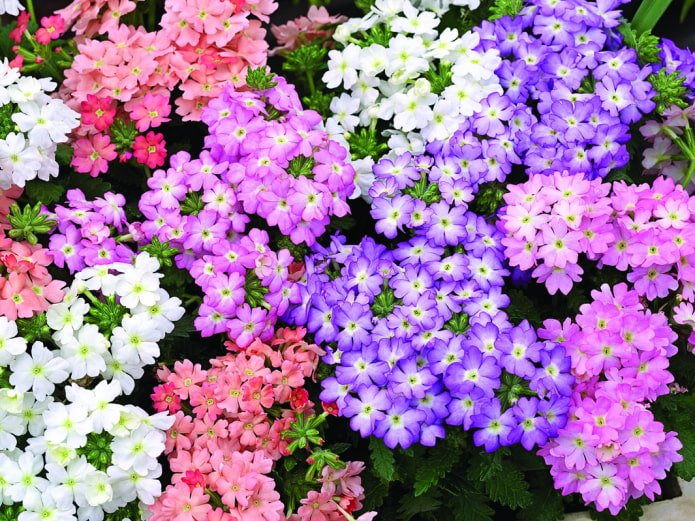 Farben von Verbenenblüten