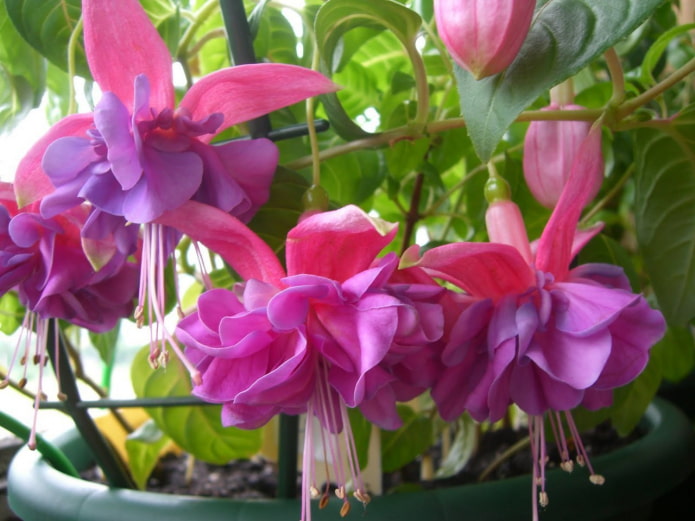 Fuchsiablüten