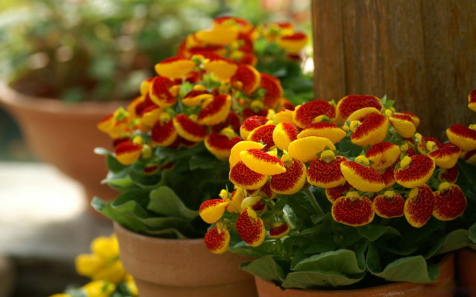 Calceolaria anbauen