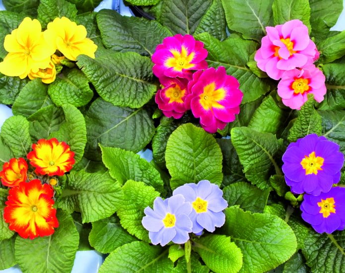 Schattierungen von Primelblüten