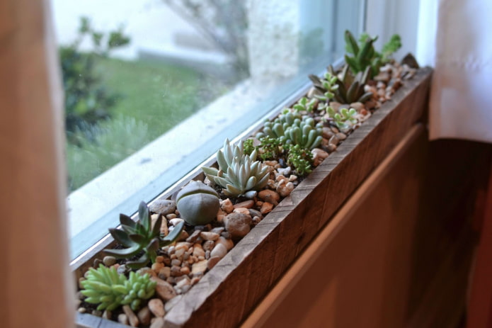 Sukkulenten auf dem Balkon