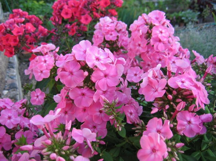 Blumen für Südloggien
