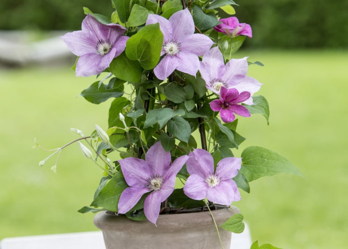 Clematis im Topf ziehen