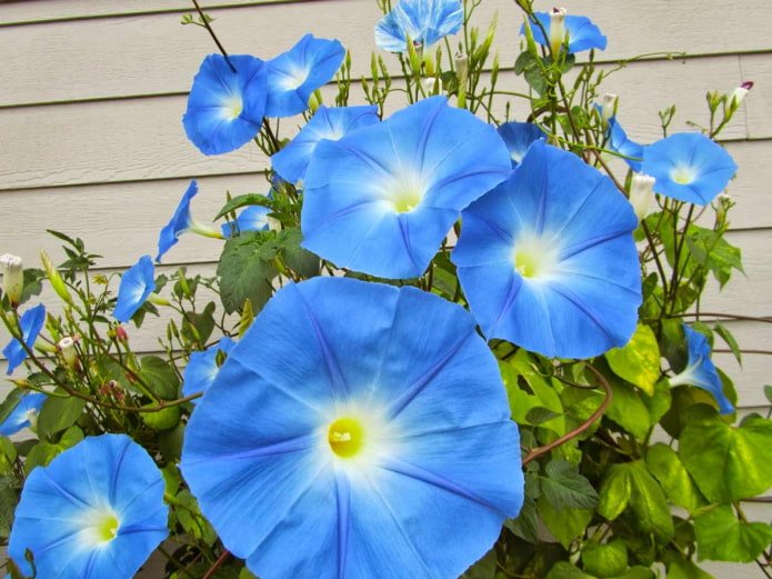 blaue Prunkwinde
