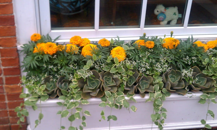 Blumenbeet auf dem Balkon