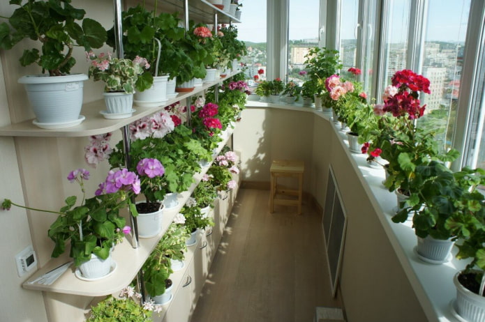 Blumenregale auf dem Balkon