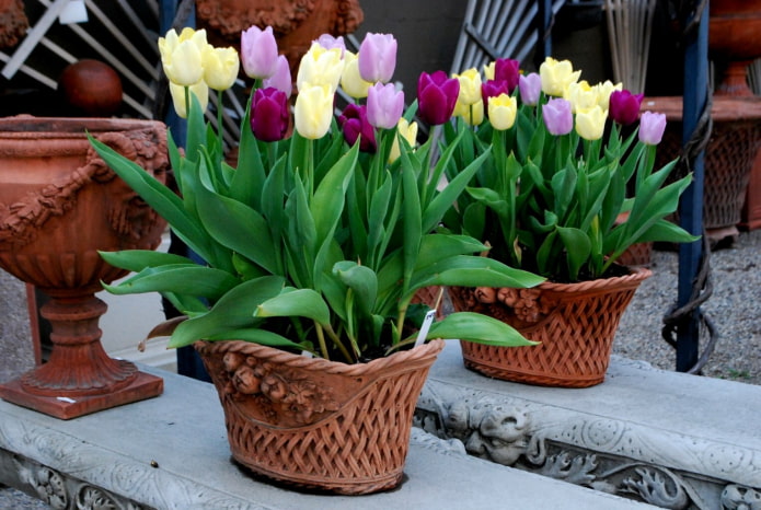 Wie man Tulpen zu Hause züchtet