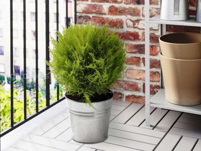 Koniferenpflanze für den Balkon