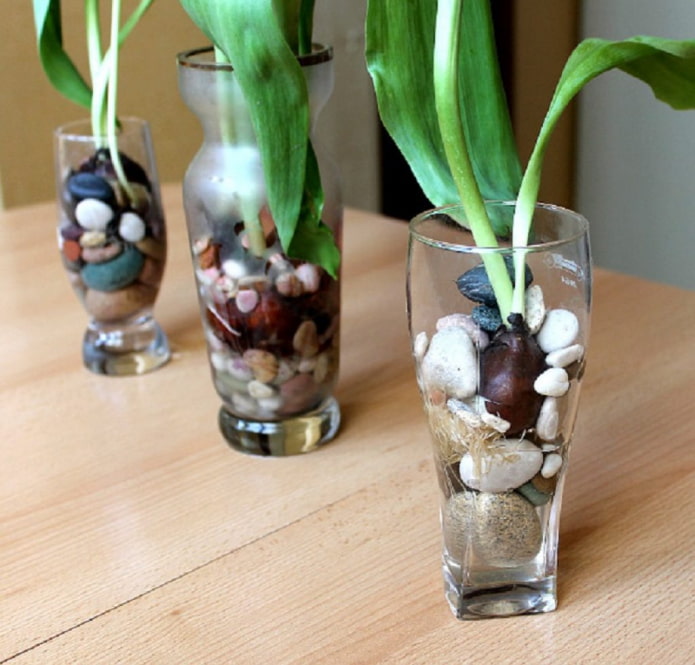 Tulpen in Hydrogel treiben