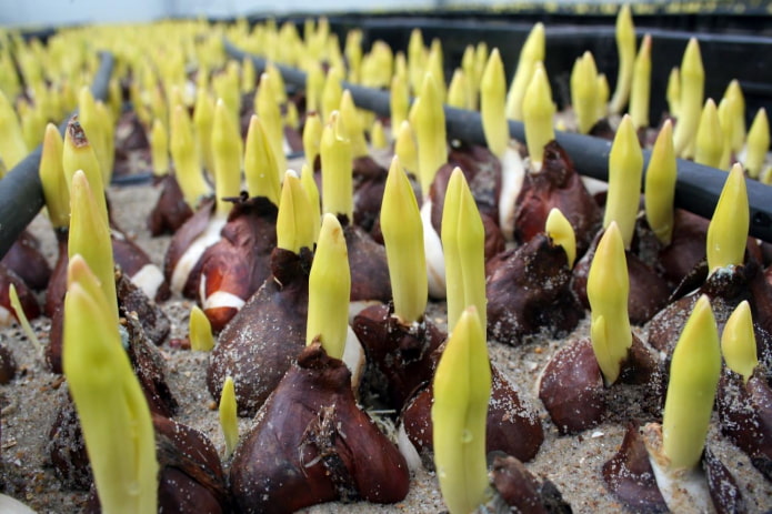 Tulpensprossen