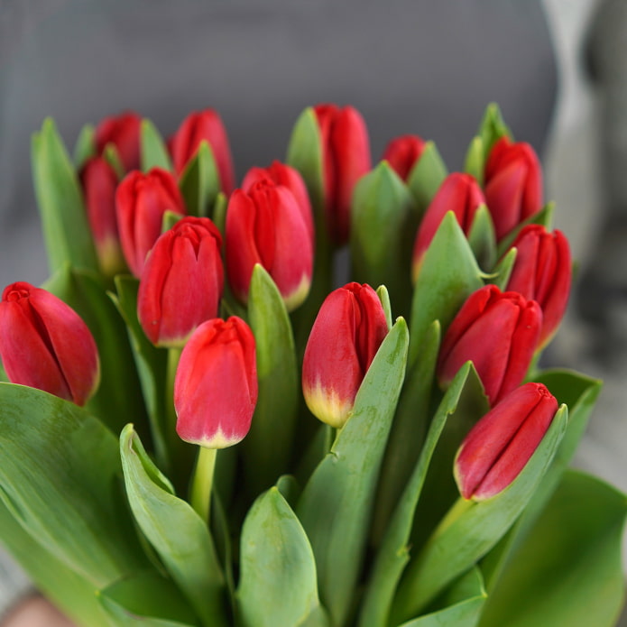 Tulpe Presto