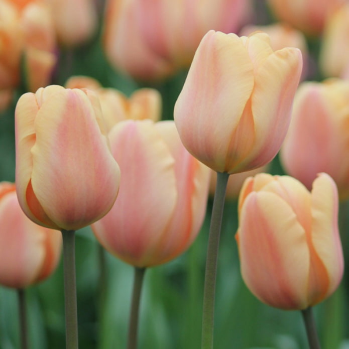 Tulpe Apricot Beauty