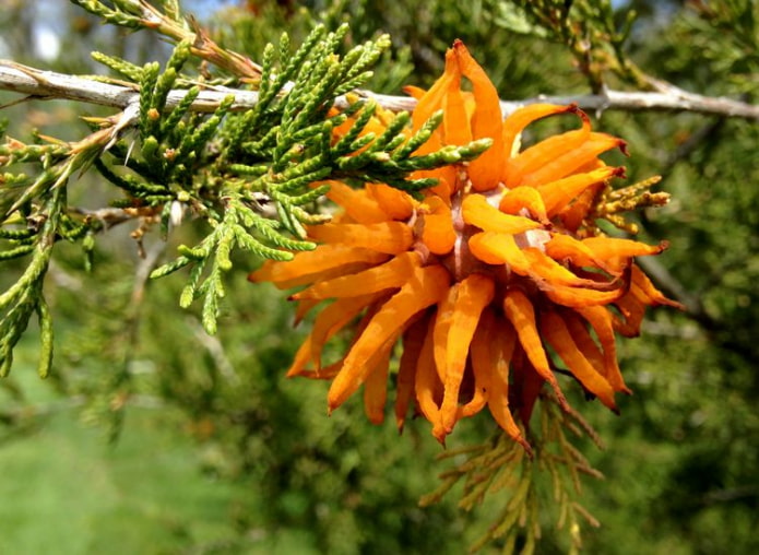 Wacholder-Pilzschäden