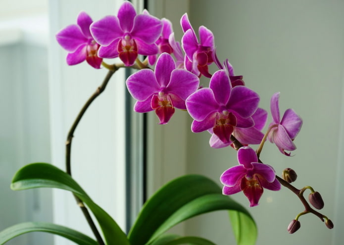 Orchideenblätter