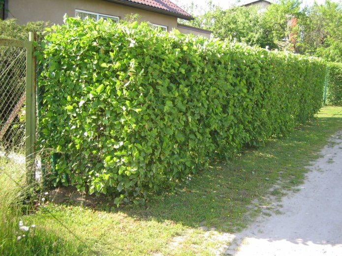 Weißdorn entlang des Maschendrahtzauns