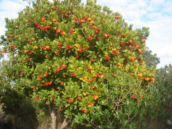 Erdbeerbaum