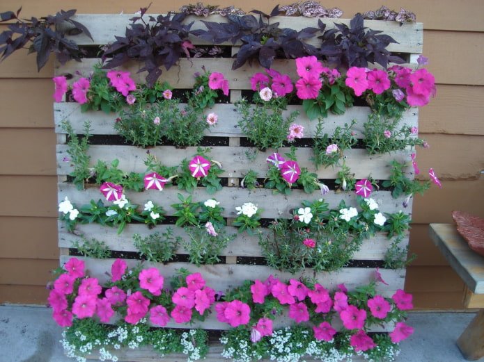 vertikales Holzblumenbeet für Petunien