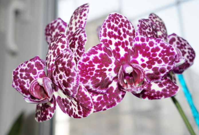 Phalaenopsis-Orchidee