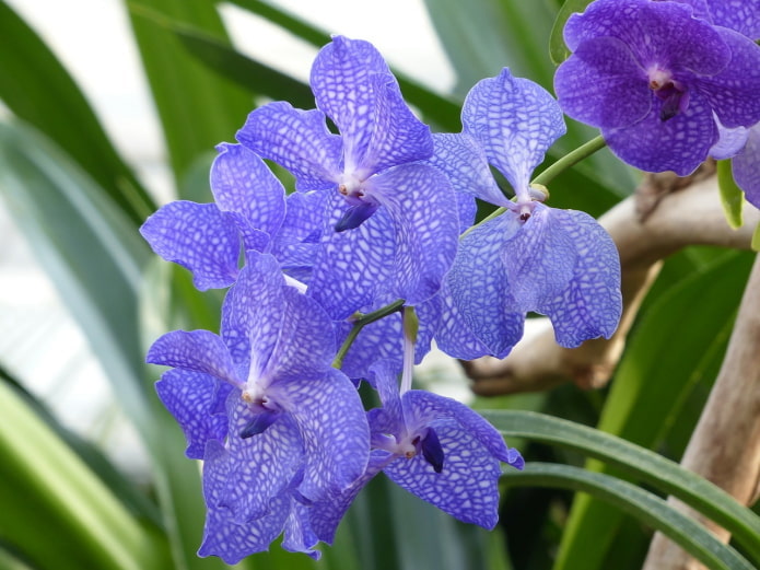 Vanda-Blüten
