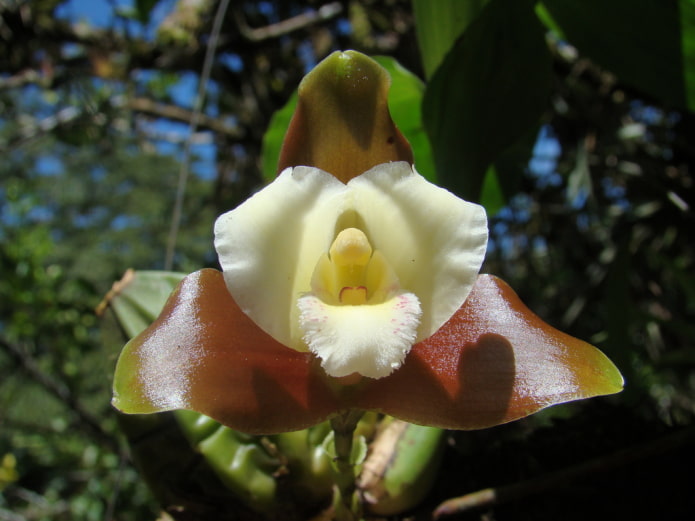 Lycaste-Orchidee