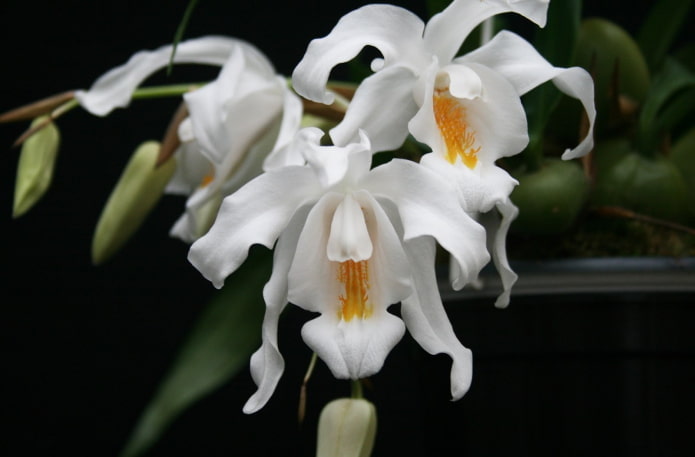 Coelogyne-Blüten