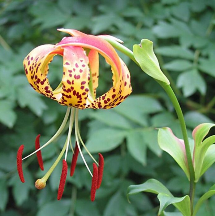 Bunte Knospe der Sorte Shuksan