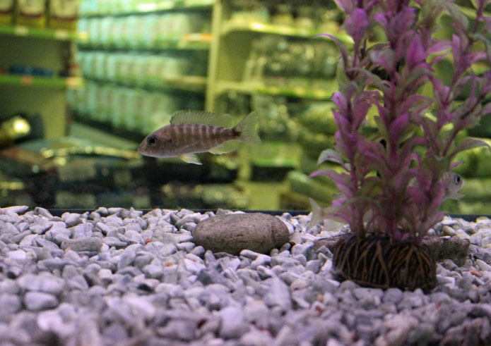 Aquariumkrümel