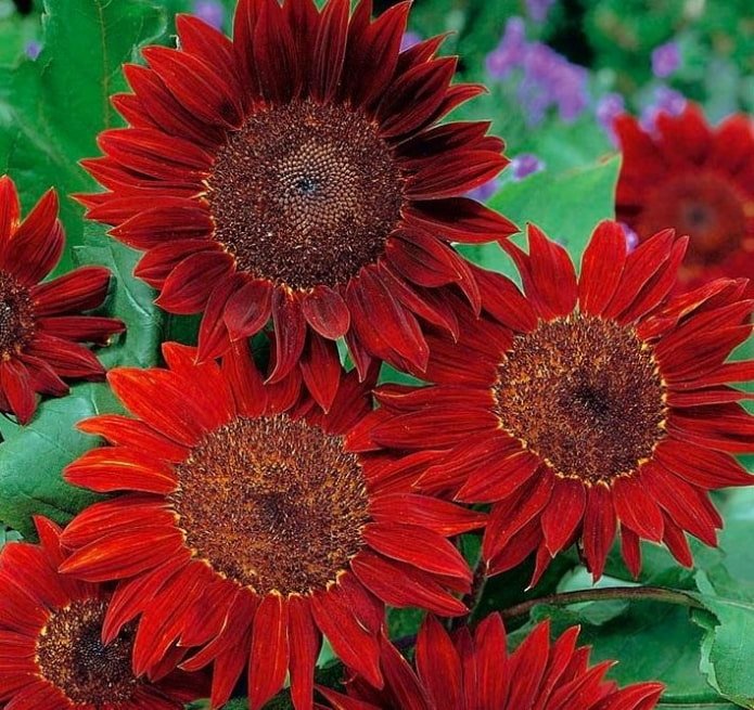 Sonnenblumen
