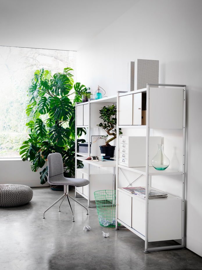 Monstera im Büro