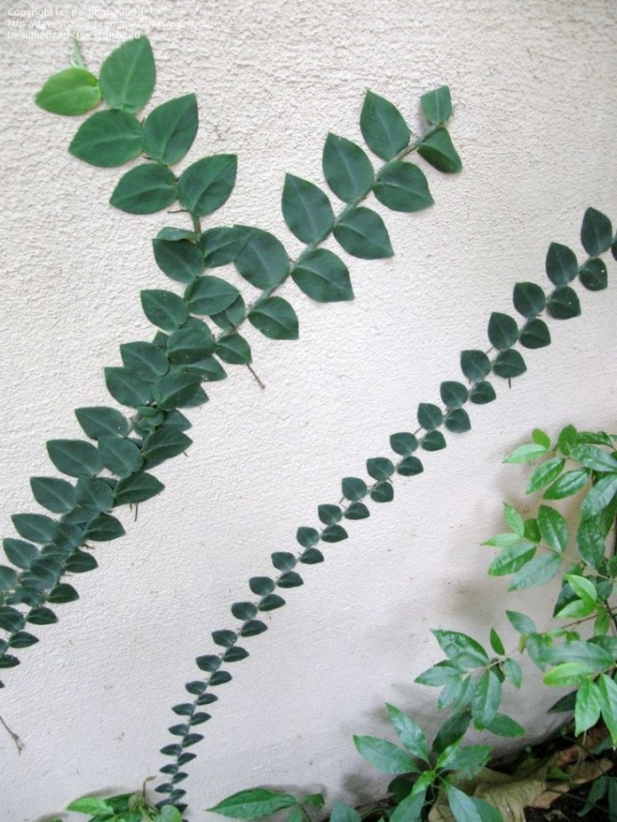 Rhaphidophora gestielt