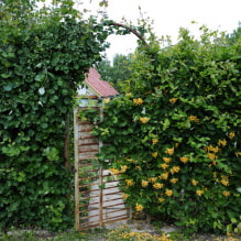 19 Kletterpflanzen für einen Zaun-4