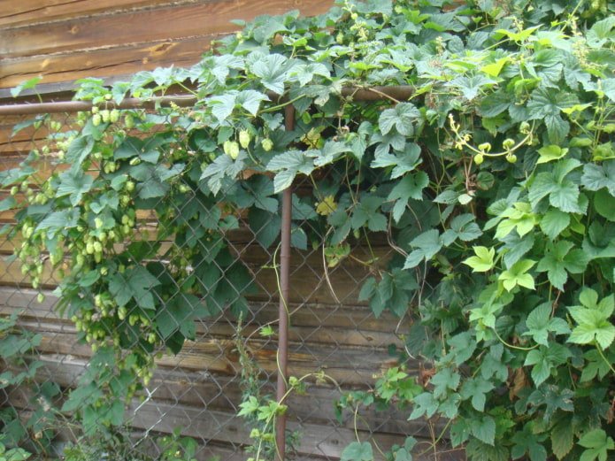 Hopfen auf einem Maschendrahtzaun