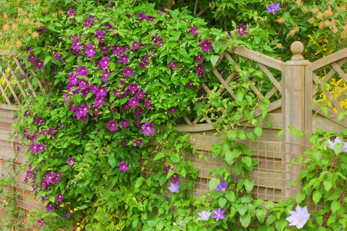 Einen Zaun mit Clematis dekorieren