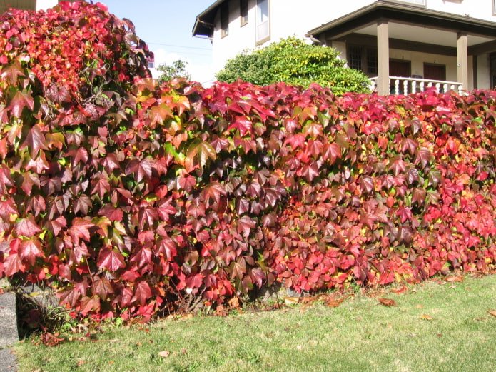 Ziertrauben im Garten