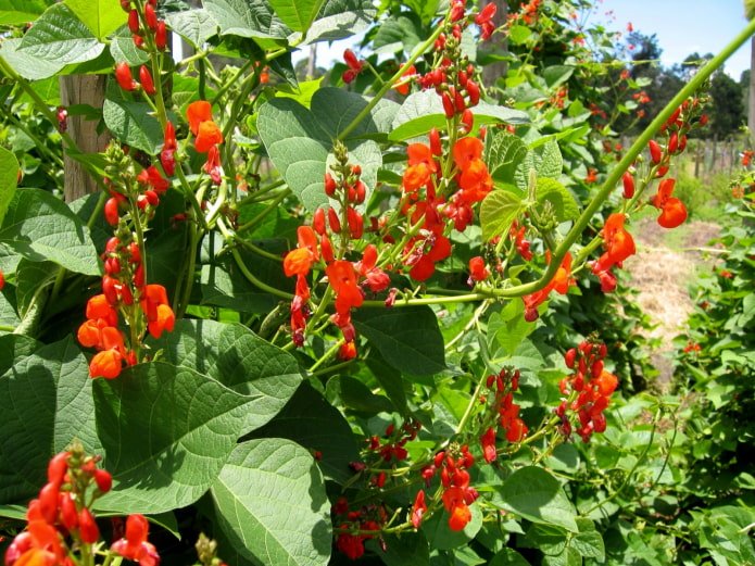 Blüte der Zierbohnen