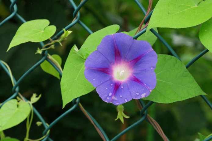 Prunkwindenblüten