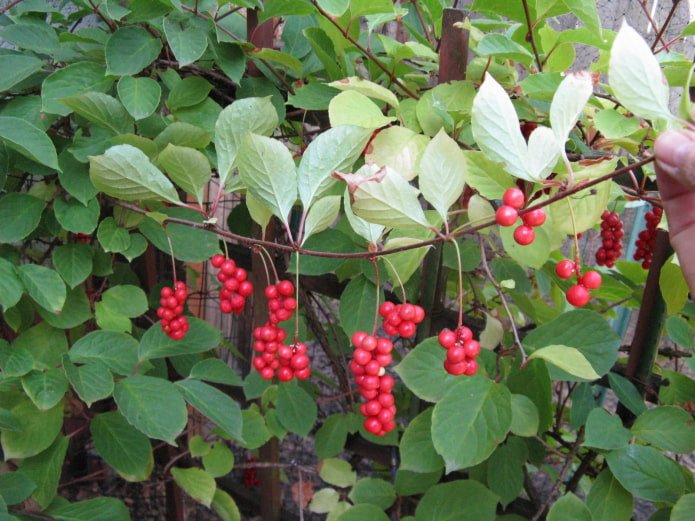 Schisandrabeeren