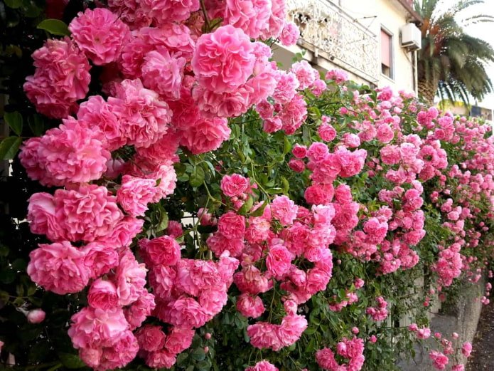 Rose am Zaun