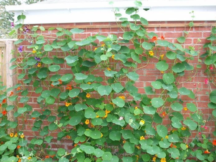 Kapuzinerkresse Blüten und Blätter