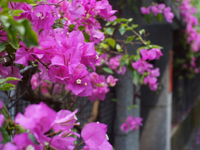 Wie färbt man Bougainvillea?