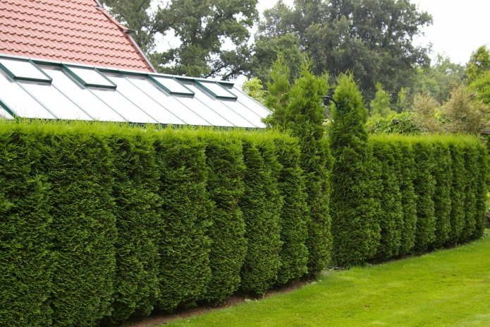 Dichte Büsche für eine Hecke