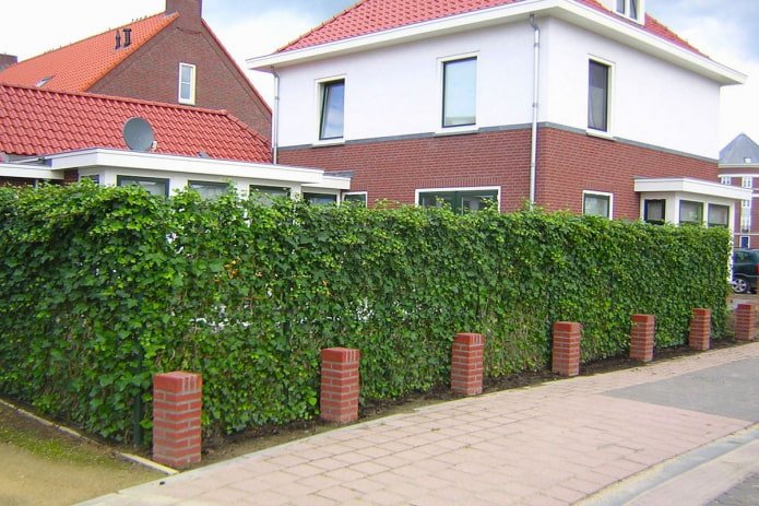 Zaun aus Büschen