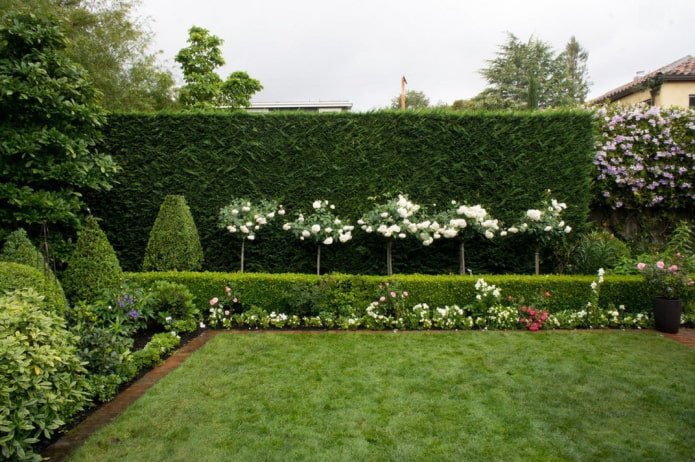 schöne Hecke zwischen Grundstücken
