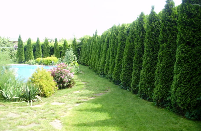 Sommerpool hinter einer Hecke aus Thuja