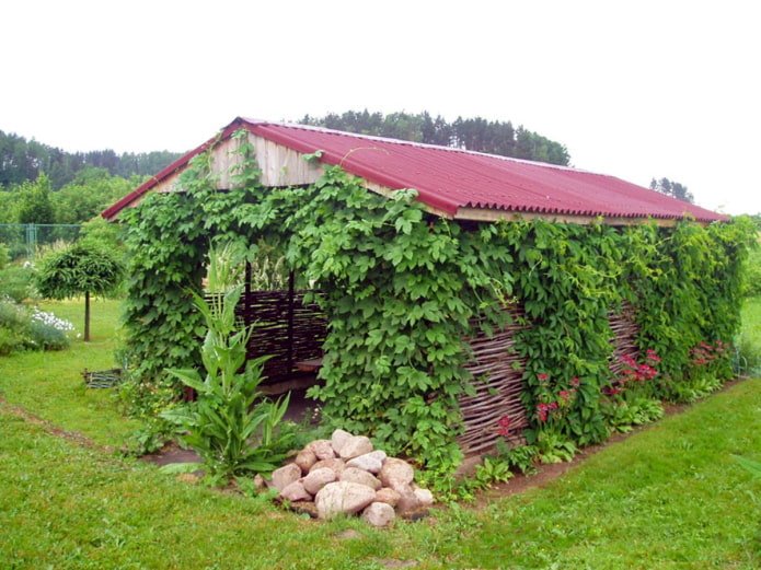 Begrünung des Pavillons mit Trauben
