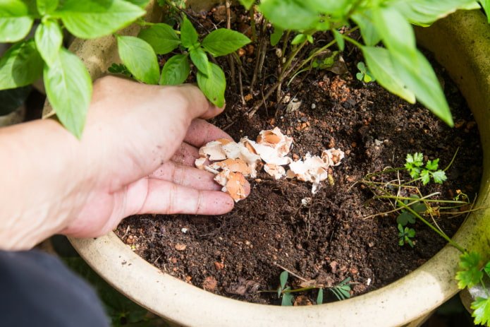 Wie düngt man Zimmerblumen?